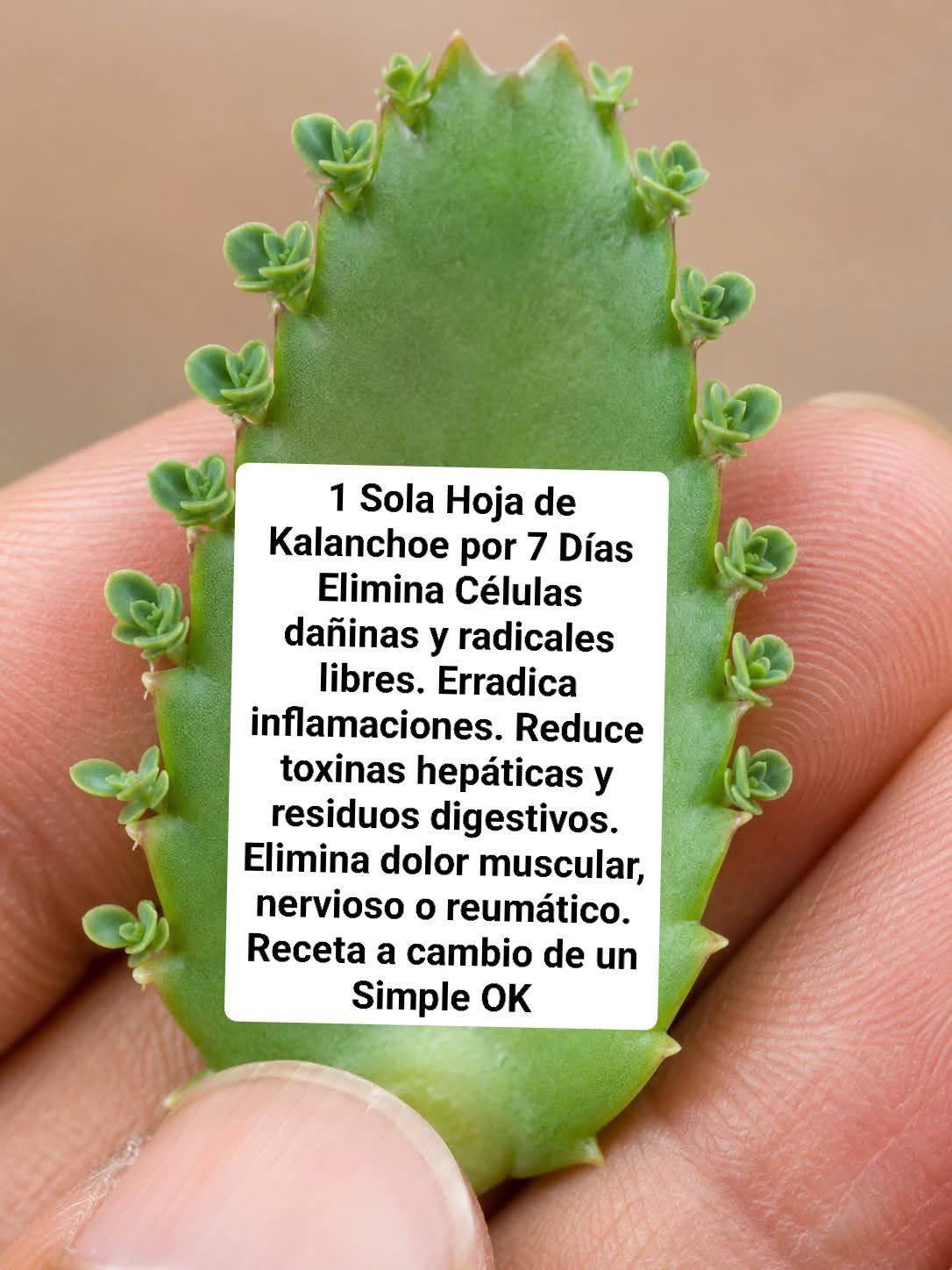 La Planta Que Está Revolucionando Las Noticias Porque Mueren Las Células Al Instante De Su Consumo