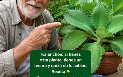 Kalanchoe – Si tienes esta planta, tienes un tesoro y ni siquiera lo sabías. Receta Para seguir recibiendo mis recetas, solo debes decir algo… ¡Gracias