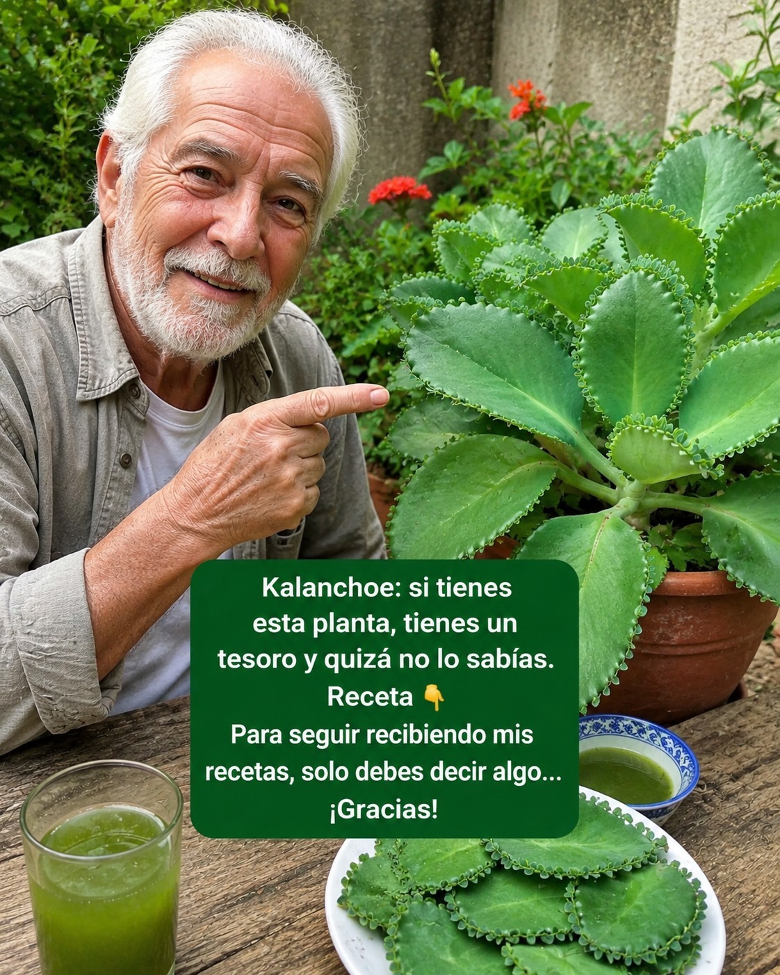 Kalanchoe – Si tienes esta planta, tienes un tesoro y ni siquiera lo sabías. Receta Para seguir recibiendo mis recetas, solo debes decir algo… ¡Gracias