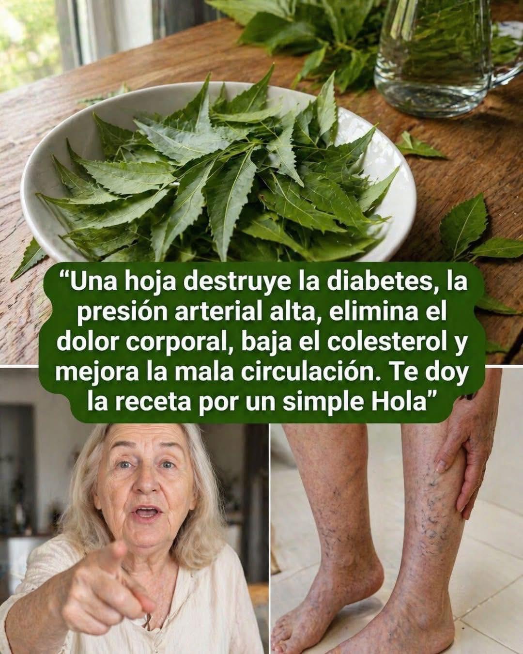 La hoja que muchos ignoran en casa. Su uso tradicional sorprende a quienes la prueban