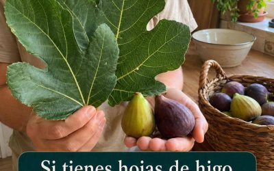 🍃 Si Tienes Hojas de Higo, Tienes un Tesoro – Escribe “OK” y Descubre Cómo Usarlas. Receta en el primer comentario