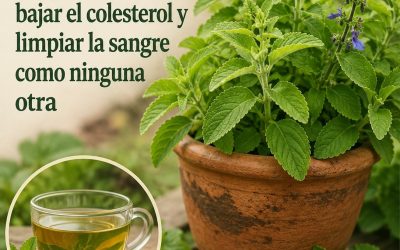 La hierba más poderosa que protege y purifica el hígado, la sangre y mucho más…🧐