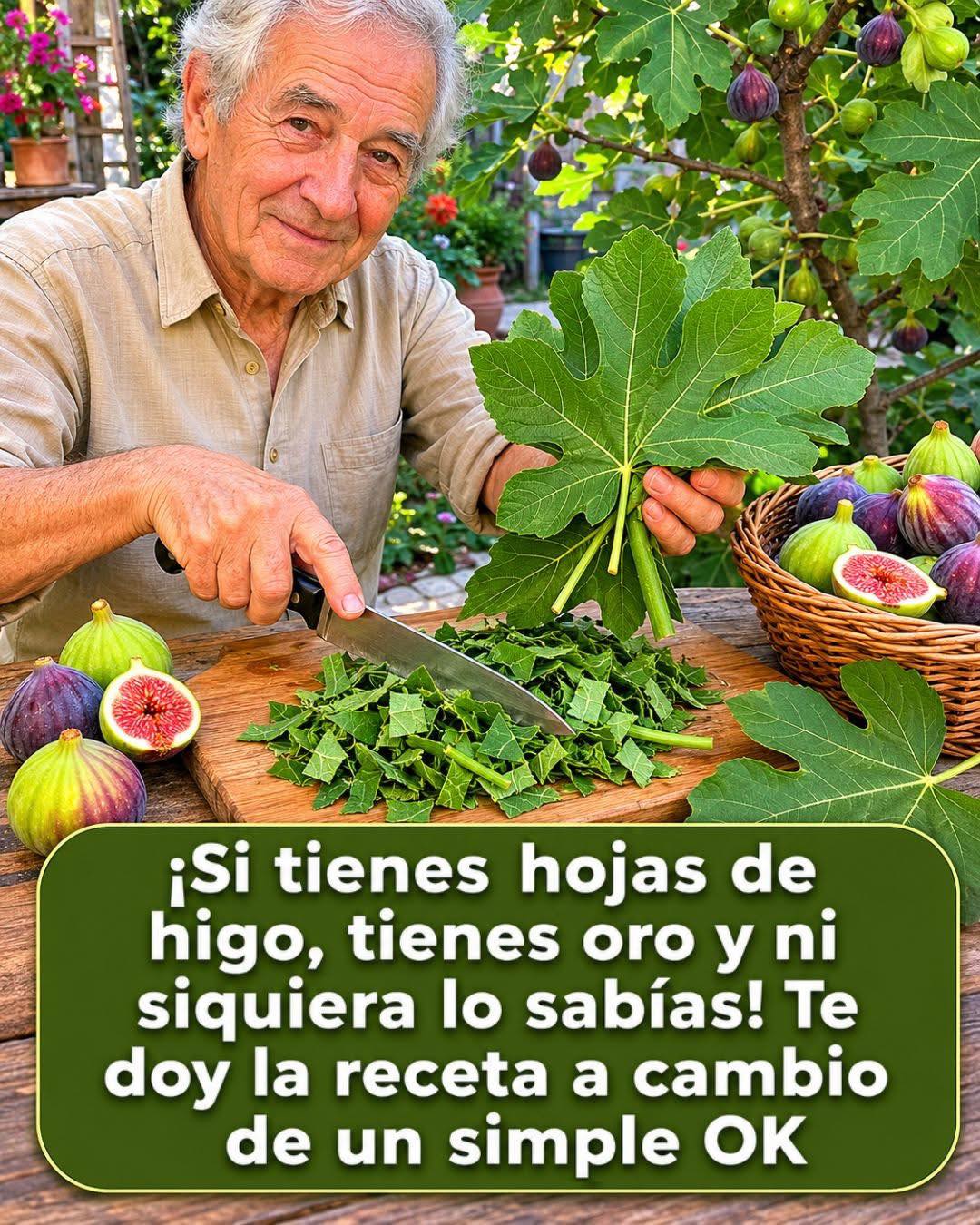 Hojas de higos, sus usos y para que sirve consumirlo