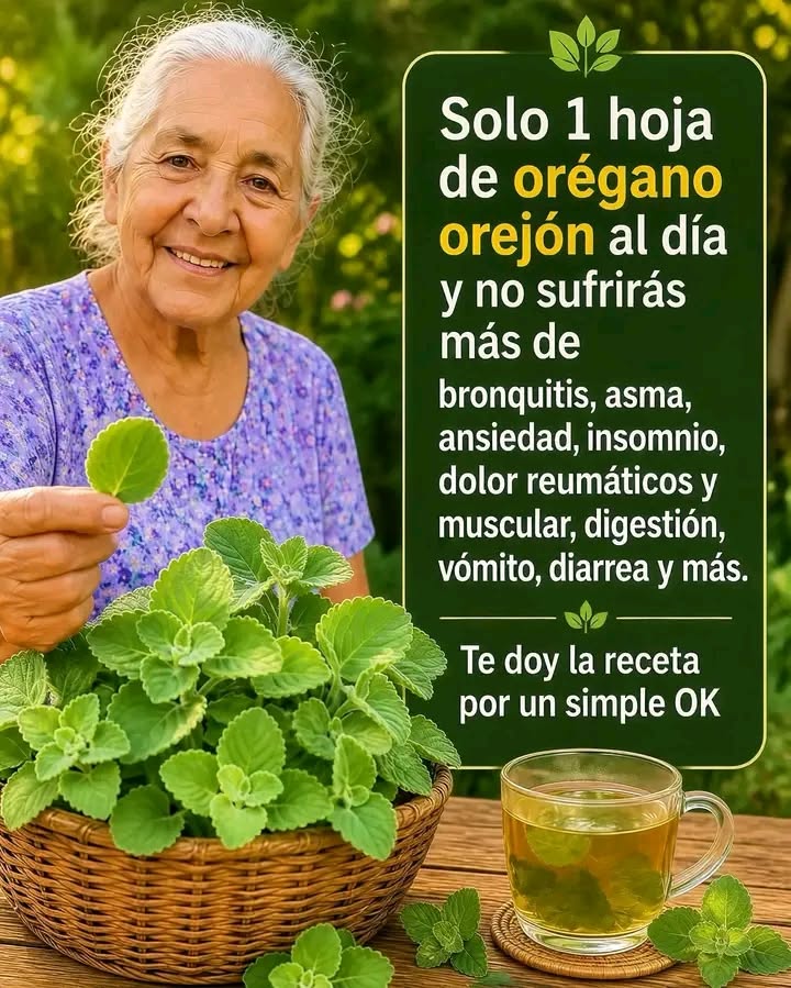 Con solo una hojita de orégano orejona no sufriras más…. Ver más