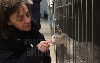 La gata de diecinueve años que me enseñó a volver a casa