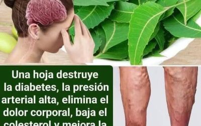 La hoja milagrosa… ver mas
