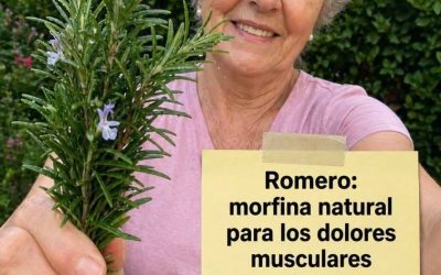 Estas son las propiedades y los beneficios del romero