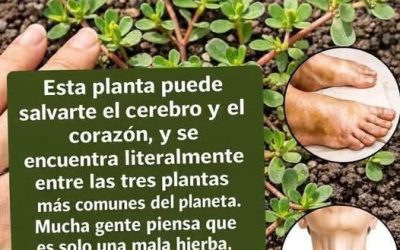 LA PLANTA MAS PODEROSA DEL MUNDO