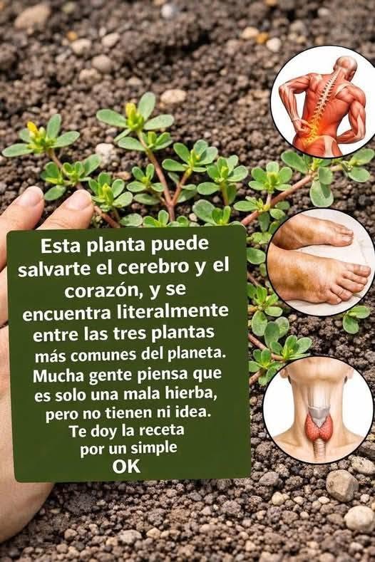 LA PLANTA MAS PODEROSA DEL MUNDO