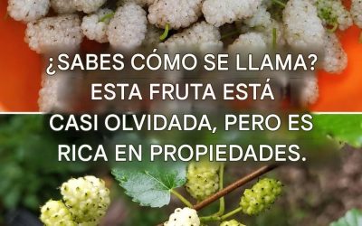 Beneficios de la morera blanca: previene el cáncer, trata la diabetes y wlk hace que pierdas peso