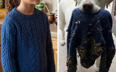 Mi perro me trajo el suéter de mi hija fallecida que la policía se había llevado – Luego me llevó a un lugar que me dejó helada