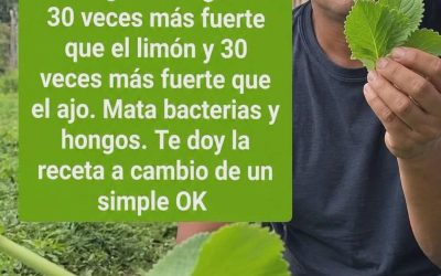 Si tienes esta planta en tu casa, tienes un tesoro y no lo sabías
