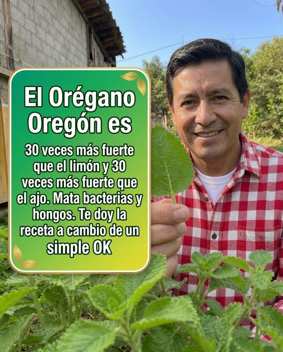 Descubre por qué esta planta aromática ha sido apreciada durante generaciones  Desde hace siglos, el orégano ha ocupado un lugar especial tanto en la cocina como en la tradición popular de diferentes culturas. Su aroma intenso y su sabor característico lo convierten en uno de los condimentos más utilizados del mundo, pero su popularidad va mucho más allá de las recetas culinarias.  Muchas personas también preparan infusiones con sus hojas como parte de su rutina diaria. Esta práctica tradicional ha despertado el interés de investigadores debido a la presencia de compuestos naturales como el carvacrol, el timol y diversos antioxidantes presentes en la planta.  Aunque no existe una bebida capaz de prevenir o curar enfermedades por sí sola, incorporar alimentos y plantas aromáticas dentro de una alimentación equilibrada puede ser una excelente forma de cuidar el bienestar general. En este artículo descubrirás qué es el orégano, cuáles son sus propiedades más conocidas, cómo preparar una infusión correctamente y qué aspectos debes tener en cuenta para disfrutarla de manera responsable. ¿Qué es el orégano?  El orégano pertenece al género Origanum y es una planta aromática ampliamente utilizada en la gastronomía mediterránea y latinoamericana. Sus hojas contienen aceites esenciales responsables de su aroma característico y de gran parte de los compuestos que han sido objeto de investigación científica.  Además de utilizarse fresco o seco como condimento, muchas personas lo emplean para preparar infusiones con un sabor intenso y agradable. ¿Qué compuestos naturales contiene?  El interés por el orégano se debe principalmente a la presencia de sustancias naturales como:  Carvacrol. Timol.