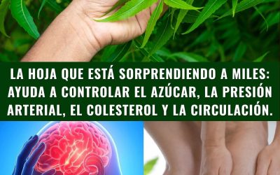 Hojas de neem para una mejor salud: beneficios, usos y cómo consumirlas.