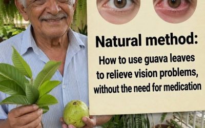 Remedio natural: usa hojas de guayaba para tratar problemas oculares, mejorar la visión y aliviar el dolor y la fatiga visual, especialmente a medida que envejeces o después de pasar mucho tiempo…