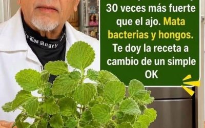 El Orégano Oregón, es 30 veces más fuerte que el limón y 30 veces más fuerte que el ajo. Mata bacterias y hongos.