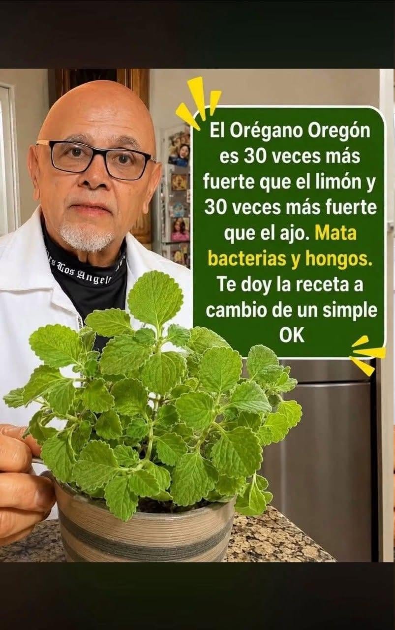El Orégano Oregón, es 30 veces más fuerte que el limón y 30 veces más fuerte que el ajo. Mata bacterias y hongos.
